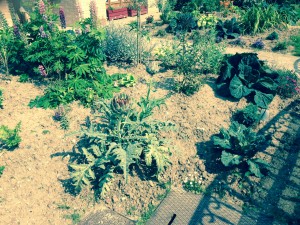 Artichokes, herbs, kale or cabbage??