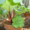 Rhubarb in a Pot