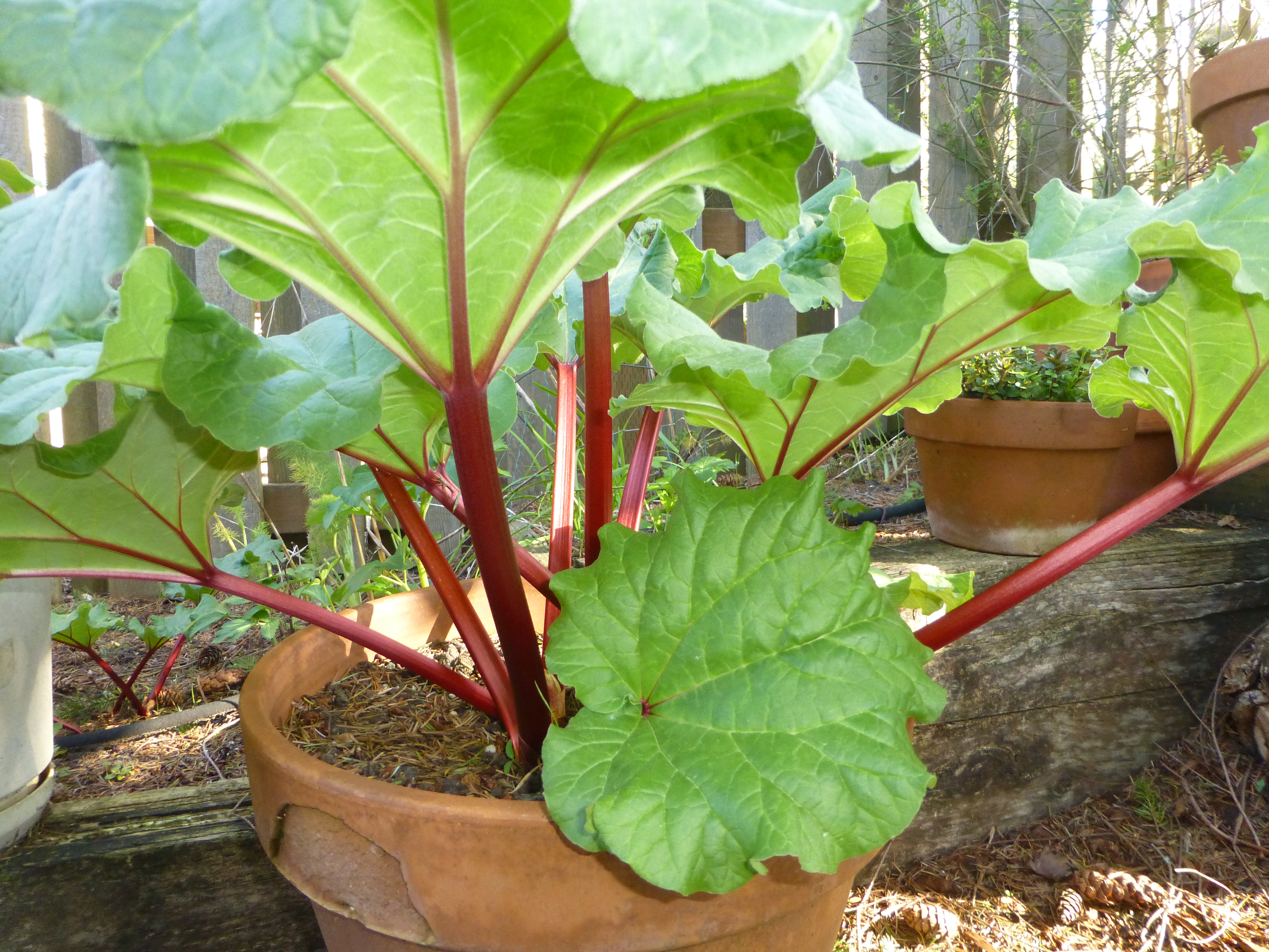 Growing Rhubarb is possible wherever you live!