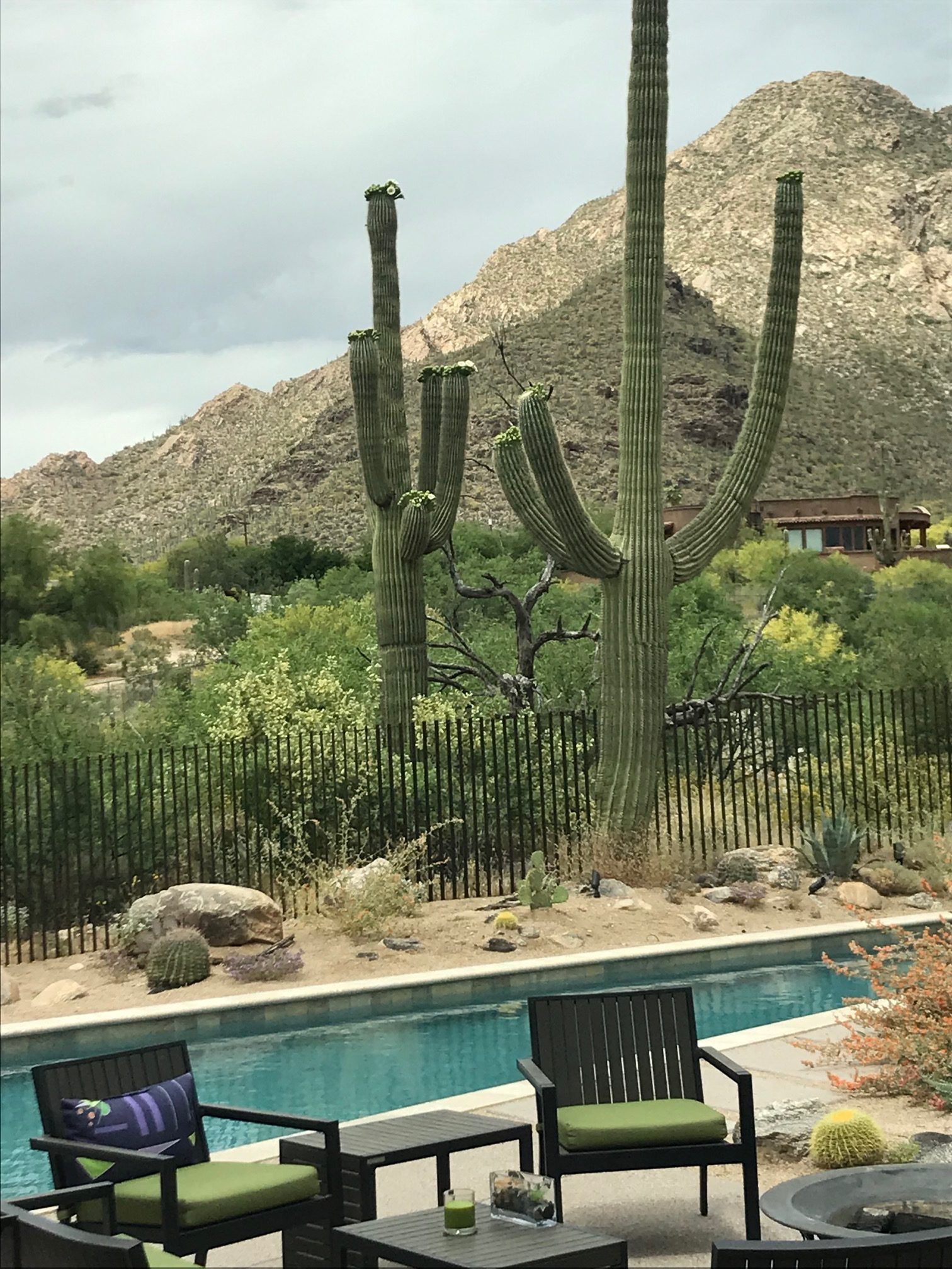 Back Yard Bloomin’ Saguaro