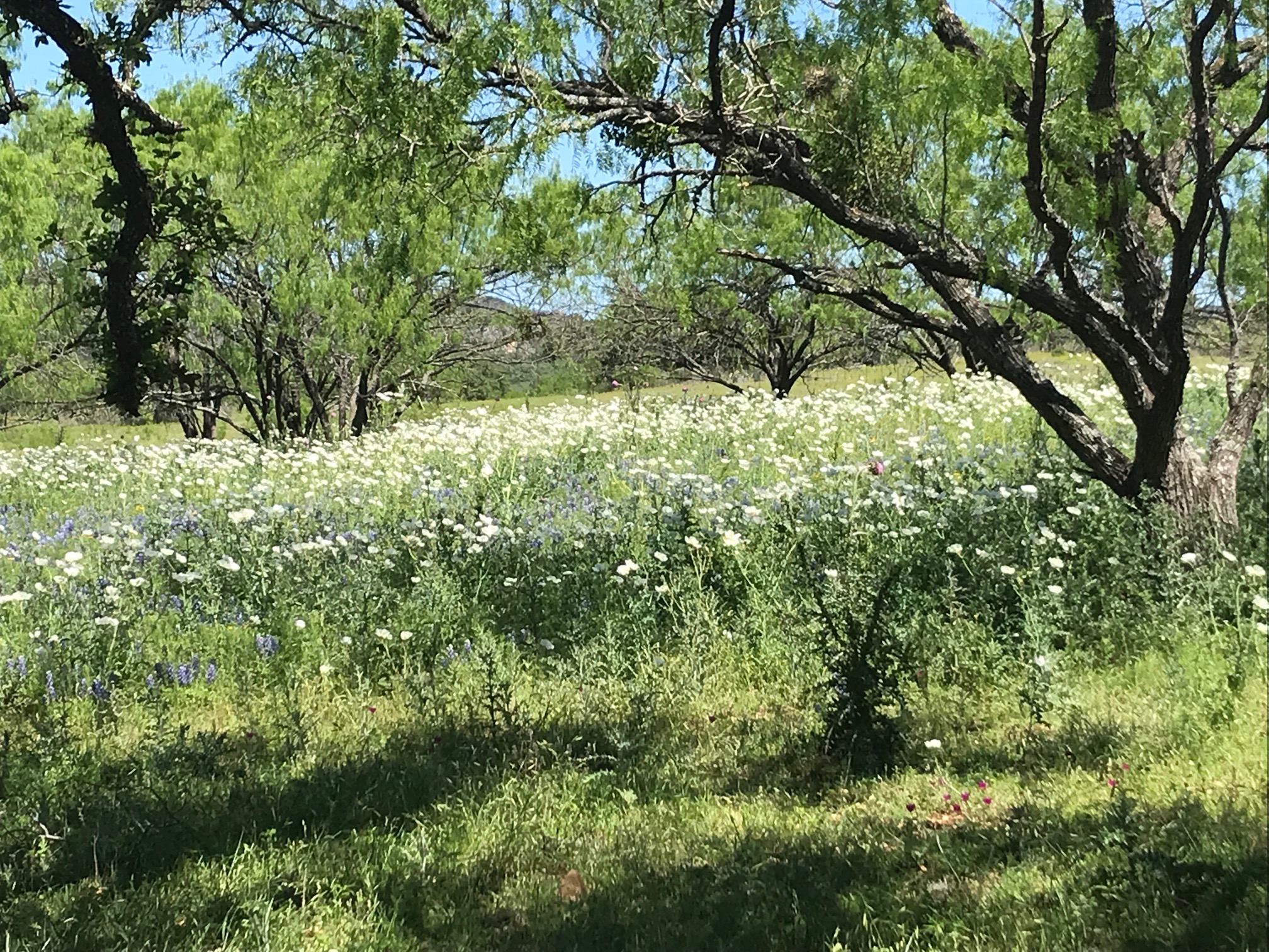 April in Texas—Friends, Wild Flowers, LBJ Ranch and Cowboy BK